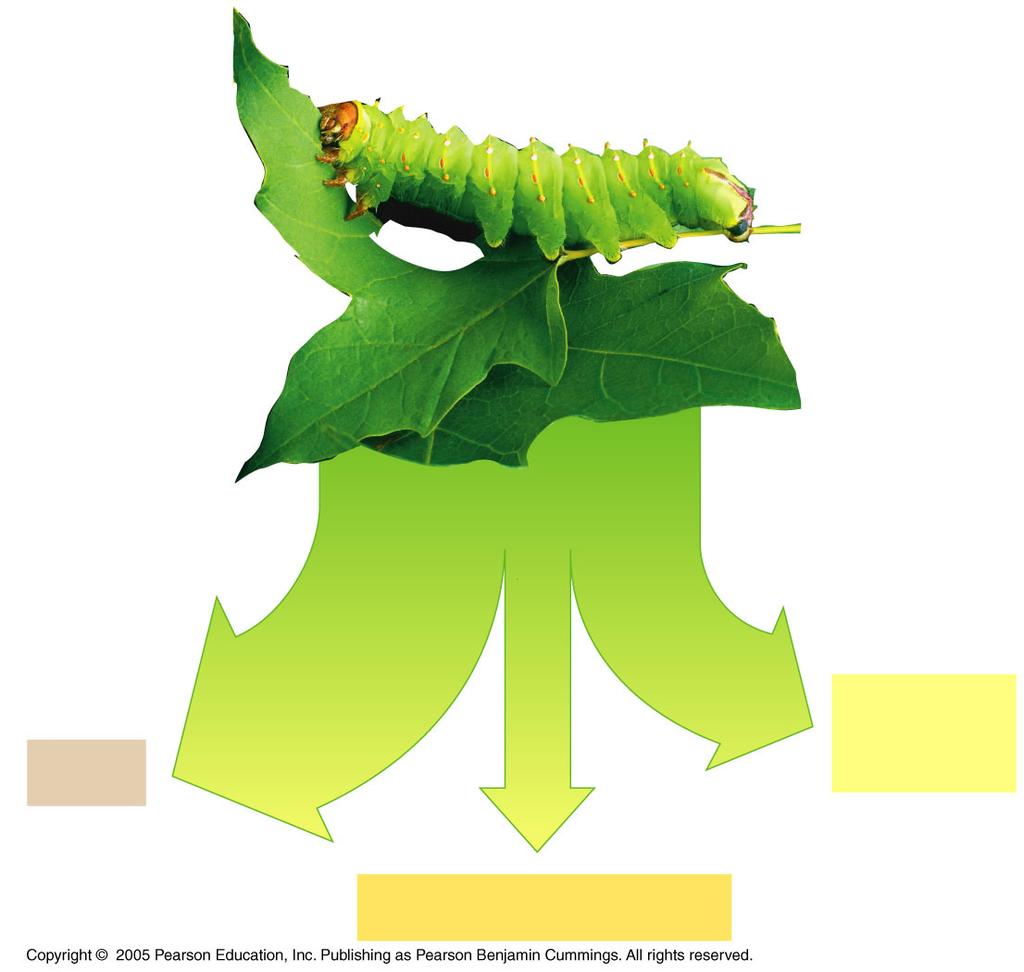 LE 54-10 Plant material eaten by caterpillar 200 J Feces