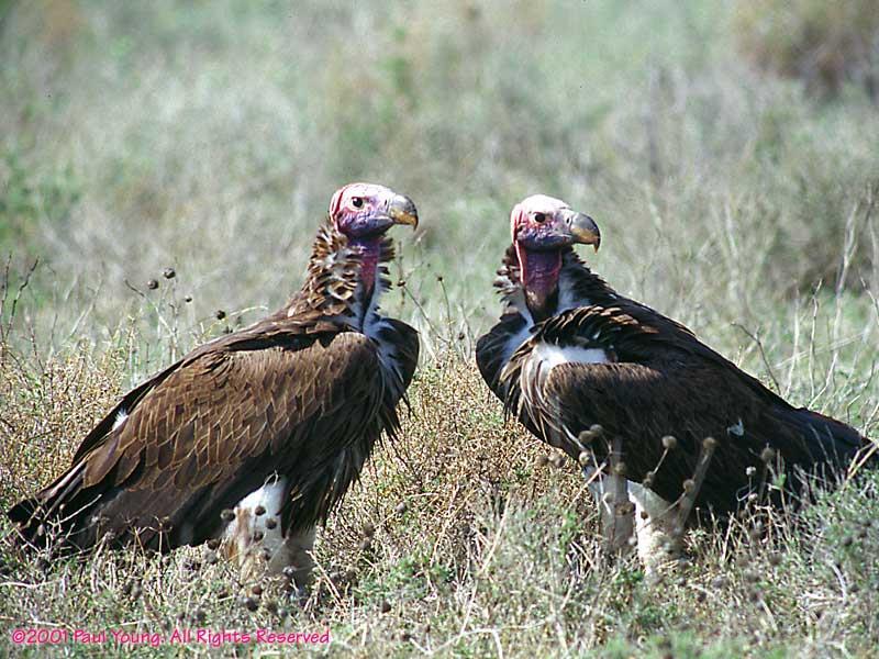 Consumers Vultures Four types Herbivore: eats only plants E.g. Cows, horses Carnivore: eats only meat E.g. Polar bear Omnivore: eats plants and animals E.