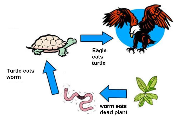 A Food Chain is the: energy flow from one trophic