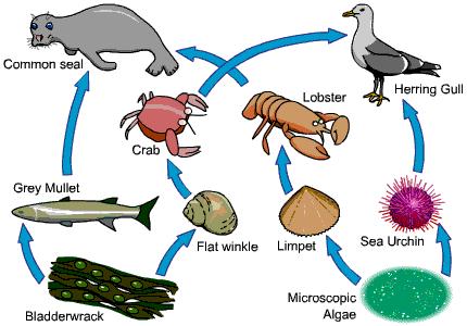 What is a Food Web?