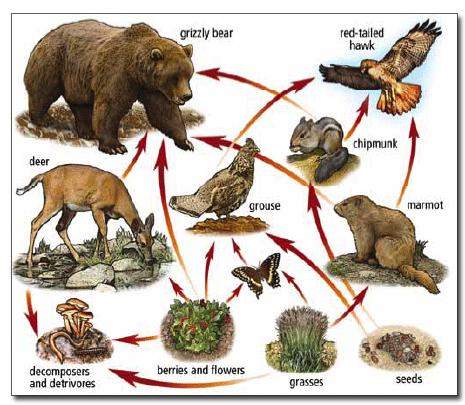 When compared to food chains, Food Webs are: Reticulate (resembles a network) more