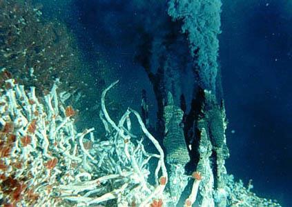 Bacteria are the base of the food chain at hydrothermal vents.