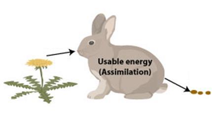 Secondary Production: The conversion of assimilated energy into new tissue by animals