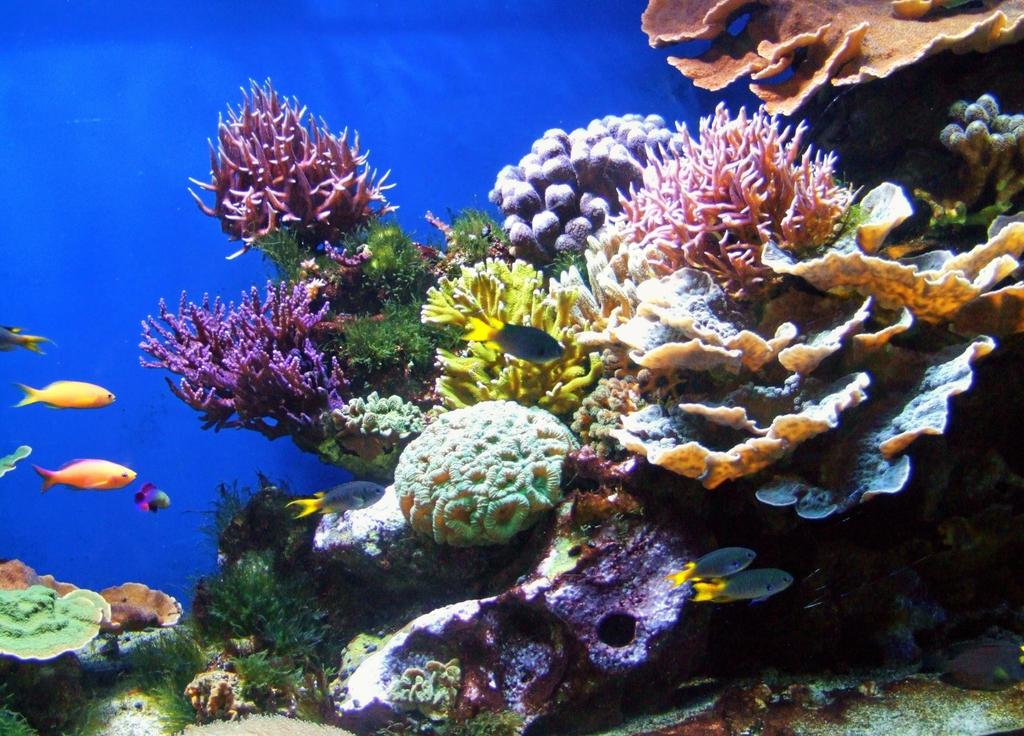 Coral Reef: