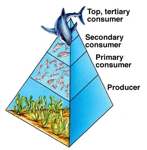 What are Ecological Pyramids?