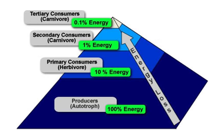 90% Loss in energy at EACH trophic