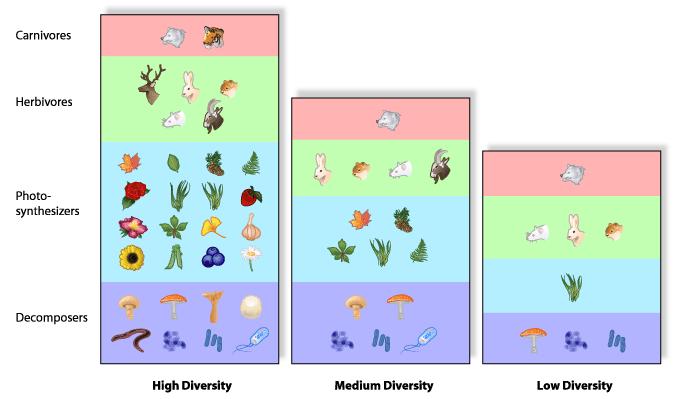A simple definition of biodiversity: is the number and
