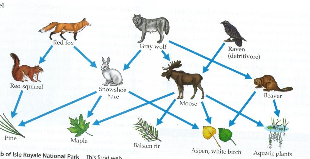 FOOD WEB = the food chains in a