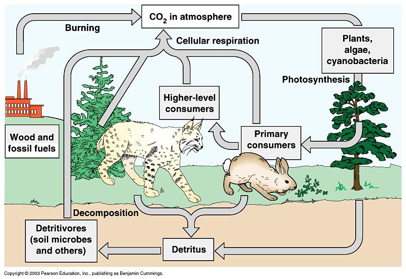 CARBON CYCLE http://youtu.