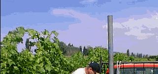 Vigour mapping vineyards to assist with