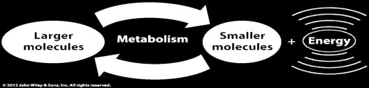 Metabolism Metabolism: Catabolism/Catabolic UNIT 3 CH.5 (pgs.