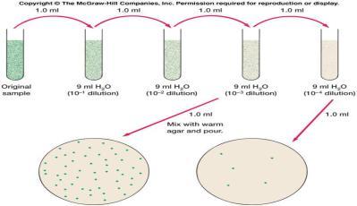 Culturing Plate techniques Pour Plate Method: using serial dilutions and transferring a portion of the solution to melted agar