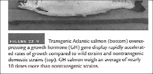 One no table exception is the transgenic Atlantic salmon, bearing copies of a Chinook salmon growth hormone gene adjacent to a constitutive promoter.