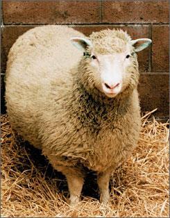 Cloning Producing genetically identical individuals 1997- Cloned a sheep named Dolly