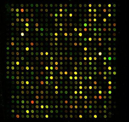 Microarray Applications Well Suited for Structural Studies