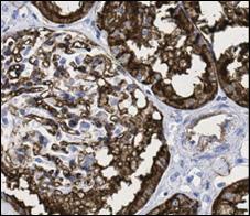 0 IHC System produces comparable staining to