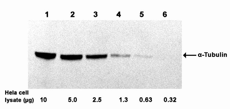 4 VII. EXAMPLES Western blot detection of housekeeping protein α-tubulin Figure 2.