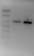 The agarose gel electrophoresis of the amplified PCR product corresponding to the nucleotide sequence containing the sheep prion gene ORF (open reading frame) of approximately 893 bases showed a