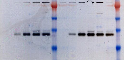 Expression Profile of the Secreted, His-tagged Protein in Flasks 1 and 2 (Western blot) Flask 1 Flask 2 (Hours post infection) 24 48 72 96 123 M 24
