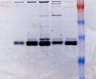 Expression Profile of the Secreted, His-tagged Protein in Flasks 3 (Western blot) Flask 3 (Hours post infection) 24 48 72
