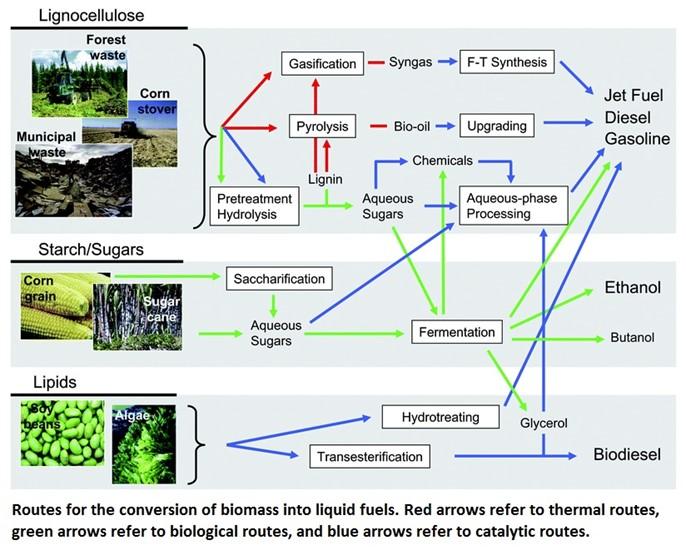 Bioenergy Biofuel