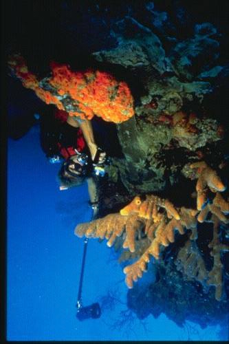 . Coral Reef Monitoring for Climate Change Impacts Globally, coral reefs show signs of unprecedented stress A component of CPACC Project is a designed to increase existing