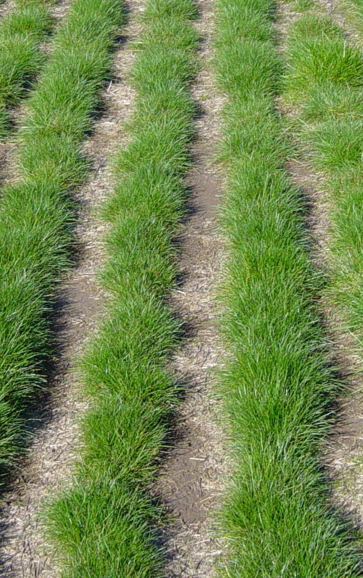 Oregon Grass Seed Crop Acreage and Value* Crop Hectares Farm Gate Value ($ USD millions) Annual Ryegrass 51008 78 Perennial Ryegrass 42408 133 Tall Fescue 54504 148 Kentucky Bluegrass