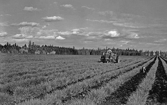 History and Development of Oregon s Seed Industry Grass and legume seed crops were originally produced as a by-product of forage production.