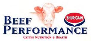 BEEF BULL FEEDING AND MANAGEMENT Dennis Lunn, Ruminant Nutritionist Shur-Gain, Maple Leaf Animal Nutrition Achieving high pregnancy rates in beef cows is essential to all beef producers.