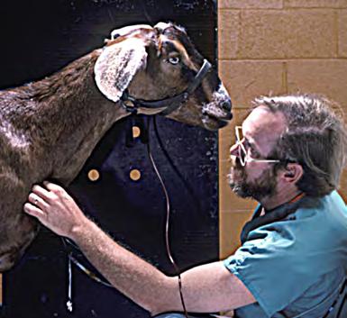 Jim Weed, NIH Division of Veterinary Resources NIH Medical Arts Who does medical research with animals? Medical researchers who have Ph.D., D.V.M., or M.D. degrees oversee animal research studies.