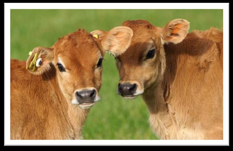Can receive own mother s milk or certified organic milk until weaned. Permanent animal IDs required.