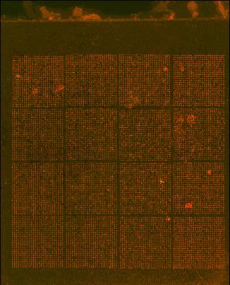 Figure 10: Composite Image for Bad Focus Array The scan image of this CytoChip Focus Constitutional array (Figure 10) shows that the slide has not been washed effectively.