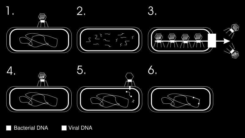 When a part of the prokaryotic DNA is separated with the virus DNA, a beneficial transduction process happens in six steps.