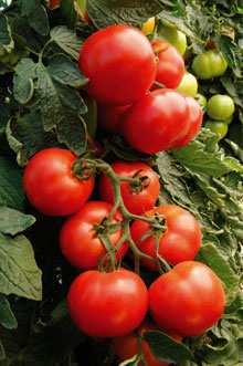 These tomatoes have been given a gene found in fish so they can survive frost, meaning a longer growing season and more yield.