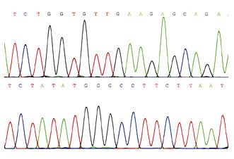 Why can DNA sequences from different organisms be combined together? Slide 117 / 135 Slide 118 / 135 Step 1: Find the piece of DNA in the genome, the gene of interest.