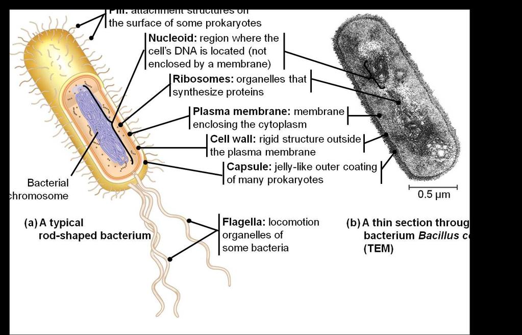 Slide 37 / 135 10 A sex pilus is coded for by genes on the R plasmid. True False Slide 38 / 135 11 acteria that have R plasmids can cause medical problems in animals because they.