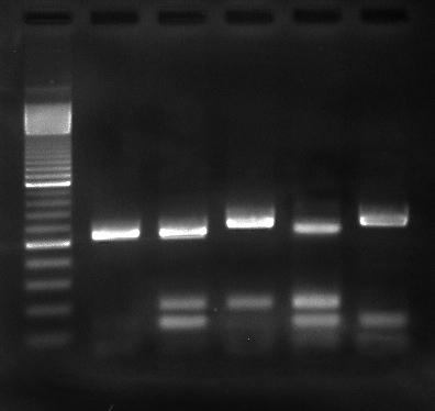 INSTRUCTOR'S GUIDE Identification of Genetically Modified Foods Using PCR EDVO-Kit 962 Experiment Results and Analysis In this experiment, results will vary depending upon the type of genetic
