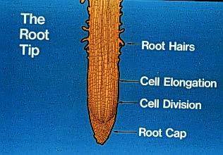 Roots absorb nutrients and interact