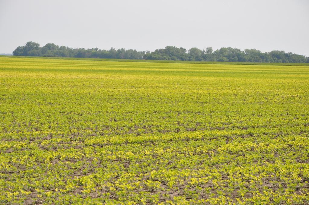 SOYBEANS AND IRON CHLOROSIS Iron