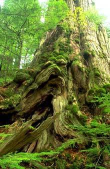 of the watershed is second-growth forest; that is, it has been logged at least once and then replanted or left to