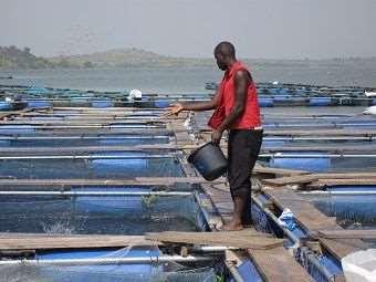 Ecological sustainability fisheries and aquaculture The Environmental unsustainability of aquaculture?