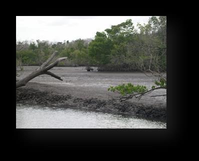Added emphasis on Everglades Restoration as an adaptation to