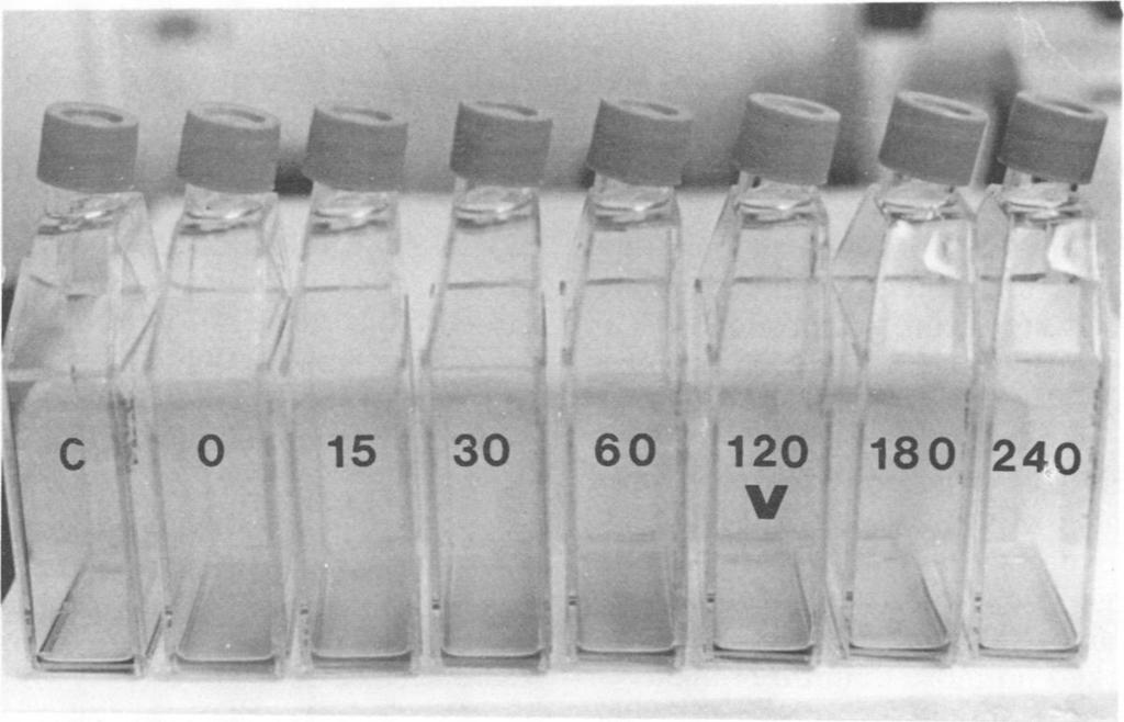 VOL. 44, 1982 ~~~~~~~.,- _. MICROWAVE STERILIZATION OF PLASTIC 963 FIG. 2. Recycled tissue culture flasks after microwave treatment and incubation with MEM for 24 h at 37 C.
