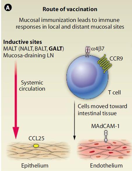 Induction of mucosal immune