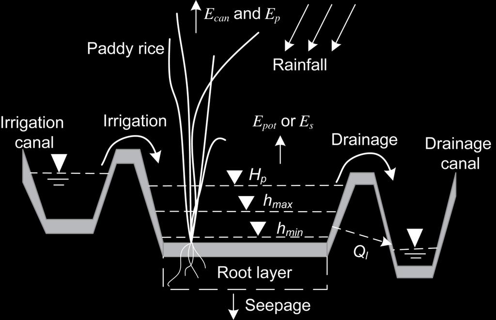 Schematic of Rice Paddy Water Balance Dynamics Source: Xie & Cui 2011.