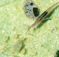 102 Environment Managing pests Information and ideas A ladybird managing aphids. A brown lacewing attacking aphids.