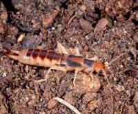 104 Environment Managing pests Native earwig Mixed farmers and IPM spiders kill flies, crickets, Lucerne flea, aphids, caterpillars and moths and, in a laboratory, ate more than 3½ times their weight