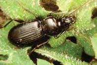 106 Environment Managing pests Native vegetation may harbour a wide range of beneficial insect species than the timing of the survey. Carabid beetles have a long reproductive cycle.