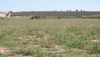 Pastures Production 83 Case Study: Bob and Anne Wilson, Midwest WA Bob and Anne Wilson farm just 25 km from the coast in a 650 mm rainfall zone, but they are effectively dealing with drought for six