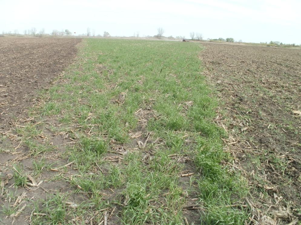 Clover/Radish Oats Austrian Winter Pea/Tillage Radish Cover Crop Funding Opportunities Environmental Quality Incentives Program Ideal for1st time Cover Crop producers.